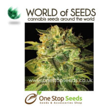 world of seeds Sugar Mango Ryder Auto marijuana cannabis seeds at one stop seeds and accessories Scotland Glasgow uk