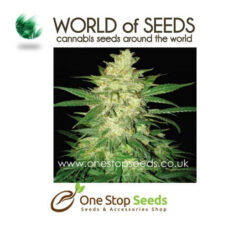 world of seeds Sweet coffee Ryder Auto marijuana cannabis seeds at one stop seeds and accessories Scotland Glasgow uk