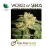 world of seeds Privilege marijuana cannabis seeds at one stop seeds and accessories Scotland Glasgow uk