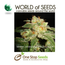 world of seeds Privilege marijuana cannabis seeds at one stop seeds and accessories Scotland Glasgow uk