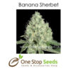 Banana Sherbet feminized cannabis seeds at one stop seeds and accessories Scotland Glasgow uk