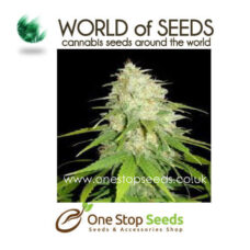Afghan kush x white widow marijuana cannabis seeds at one stop seeds and accessories Scotland Glasgow uk