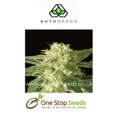 Auto seeds Auto #1 marijuana cannabis seeds at one stop seeds and accessories Scotland Glasgow uk