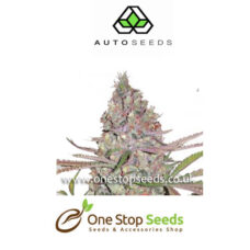Berry Ryder Automatic marijuana cannabis seeds at one stop seeds and accessories Scotland Glasgow uk