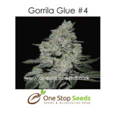 Gorilla Glue #4 Feminised Feminised marijuana cannabis seeds at one stop seeds and accessories Scotland Glasgow uk