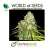 Northern Light x Skunk marijuana cannabis seeds at one stop seeds and accessories Scotland Glasgow uk