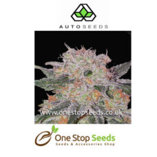 Trans Siberian Automatic Feminised marijuana cannabis seeds at one stop seeds and accessories Scotland Glasgow uk