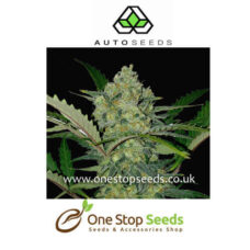 Ultra Lemon Haze Automatic Feminised marijuana cannabis seeds at one stop seeds and accessories Scotland Glasgow uk