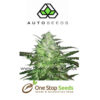 Auto seeds Auto Chemdog Feminised marijuana cannabis seeds at one stop seeds and accessories Scotland Glasgow uk