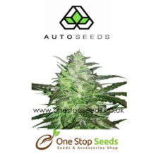 Auto seeds Auto Chemdog Feminised marijuana cannabis seeds at one stop seeds and accessories Scotland Glasgow uk