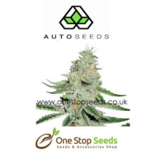 Auto seeds Auto Dreamberry Feminised marijuana cannabis seeds at one stop seeds and accessories Scotland Glasgow uk