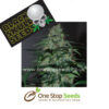 Blackskull five-o marijuana cannabis seeds at one stop seeds and accessories Scotland Glasgow uk