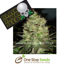 Jack Herer marijuana cannabis seeds at one stop seeds and accessories Scotland Glasgow uk