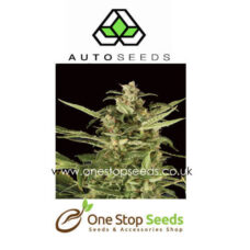 Auto seeds Juicy Lucy Feminised marijuana cannabis seeds at one stop seeds and accessories Scotland Glasgow uk