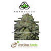Auto seeds Kush Doctor marijuana cannabis seeds at one stop seeds and accessories Scotland Glasgow uk