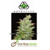 Auto seeds Pineapple Punch marijuana cannabis seeds at one stop seeds and accessories Scotland Glasgow uk