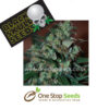 Blackskull Power Bud feminized seeds at one stop seeds and accessories Scotland Glasgow uk
