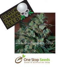 Blackskull Power Bud feminized seeds at one stop seeds and accessories Scotland Glasgow uk