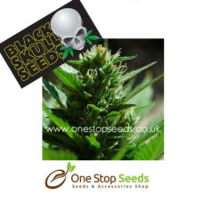 Blackskull auto SkullRyder feminized seeds at one stop seeds and accessories Scotland Glasgow uk