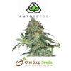Auto seeds Sucker Punch marijuana cannabis seeds at one stop seeds and accessories Scotland Glasgow uk