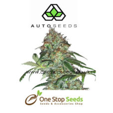 Auto seeds Sucker Punch marijuana cannabis seeds at one stop seeds and accessories Scotland Glasgow uk