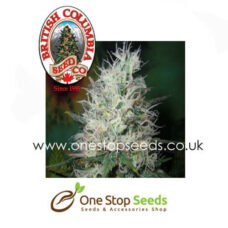 British Columbia Seeds Big Blue feminized seeds at one stop seeds and accessories Scotland Glasgow uk