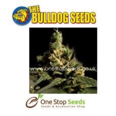 Bulldog seeds Citral Skunk Feminized Seeds at one stop seeds and accessories Scotland Glasgow uk