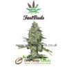 Rhino Ryder Auto at one stop seeds and accessories Scotland Glasgow uk
