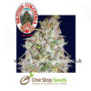 British Columbia Seeds Big Blue feminized seeds at one stop seeds and accessories Scotland Glasgow uk
