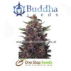 Buddha seeds purple kush at one stop seeds and accessories Scotland Glasgow uk