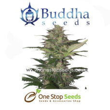 Buddha seeds Red Dwarf at one stop seeds and accessories Scotland Glasgow uk