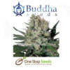 Buddha seeds Syrup at one stop seeds and accessories Scotland Glasgow uk