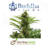 Buddha seeds Vesta at one stop seeds and accessories Scotland Glasgow uk