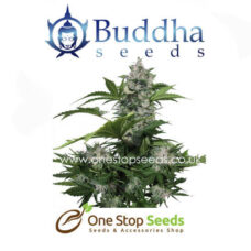 Buddha seeds White Dwarf at one stop seeds and accessories Scotland Glasgow uk