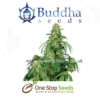 Buddha seeds Calamity Jane at one stop seeds and accessories Scotland Glasgow uk