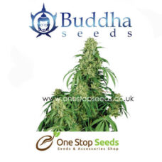 Buddha seeds Calamity Jane at one stop seeds and accessories Scotland Glasgow uk