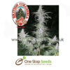 British Columbia Seeds Blaze feminized seeds at one stop seeds and accessories Scotland Glasgow uk