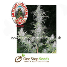 British Columbia Seeds Blaze feminized seeds at one stop seeds and accessories Scotland Glasgow uk