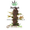 LSD-25 Auto From Fastbuds at one stop seeds and accessories Scotland Glasgow uk