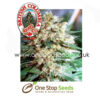 British Columbia Seeds Northern Lights #5 at one stop seeds and accessories Scotland Glasgow uk
