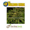Bulldog seeds O.Z. Kush Feminized Seeds at one stop seeds and accessories Scotland Glasgow uk