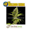Bulldog seeds Sour Diesel Feminized Seeds at one stop seeds and accessories Scotland Glasgow uk