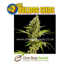 Bulldog seeds Sour Diesel Feminized Seeds at one stop seeds and accessories Scotland Glasgow uk
