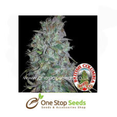British Columbia Seeds Super Kush at one stop seeds and accessories Scotland Glasgow uk