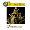 The Bulldog Haze Feminized Seeds at one stop seeds and accessories Scotland Glasgow uk