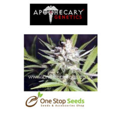 Apothecary Genetics Seeds Frosty Berry seeds at one stop seeds and accessories Scotland Glasgow uk