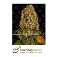 Barney's farm Orange sherbert from One stop seeds and accessories united kingdom