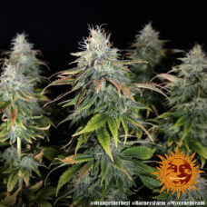 Barney's farm Orange sherbert from One stop seeds and accessories united kingdom