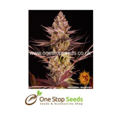 BISCOTTI MINTZ from one stop seeds Scotland Glasgow UK