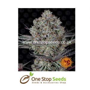 Barney's farm DOS SI DOS 33 from One stop seeds united kingdom